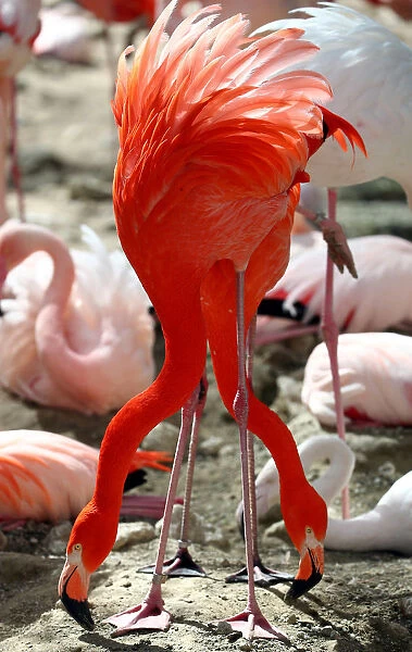 Flamingos interact in their enclosure during a sunny day at Munichs Hellabrunn Zoo