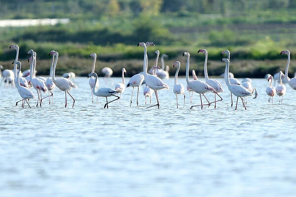 Flamingos (Phoenicopterus roseus) are pictured in the Divjake-Karavasta lagoon National