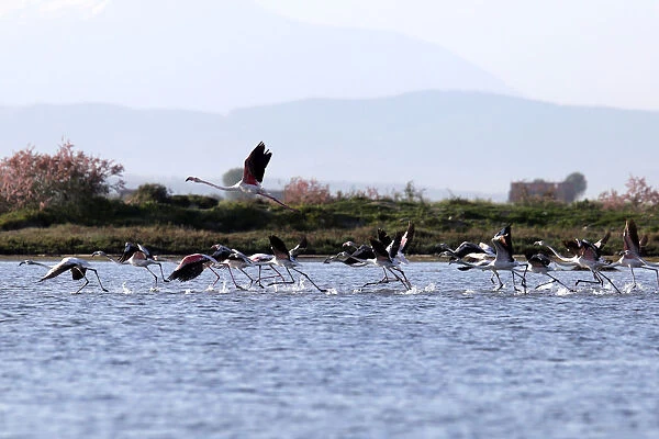 Flamingos (Phoenicopterus roseus) are pictured in the Divjake-Karavasta lagoon National