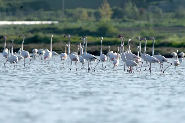 Framed Print : Flamingos (Phoenicopterus roseus) are pictured in the Divjake-Karavasta lagoon National Framed Print : Flamingos (Phoenicopterus roseus) are pictured in the Divjake-Karavasta lagoon National