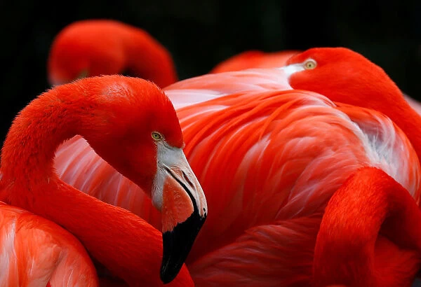 Flamingos are pictured in their enclosure at Antwerps zoo