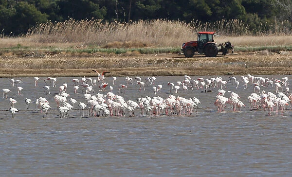 Flamingos search for food at the Albufera Natural Park in Valencia