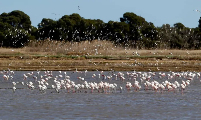 Framed Print : Flamingos search for food at the Albufera Natural Park in Valencia Framed Print : Flamingos search for food at the Albufera Natural Park in Valencia