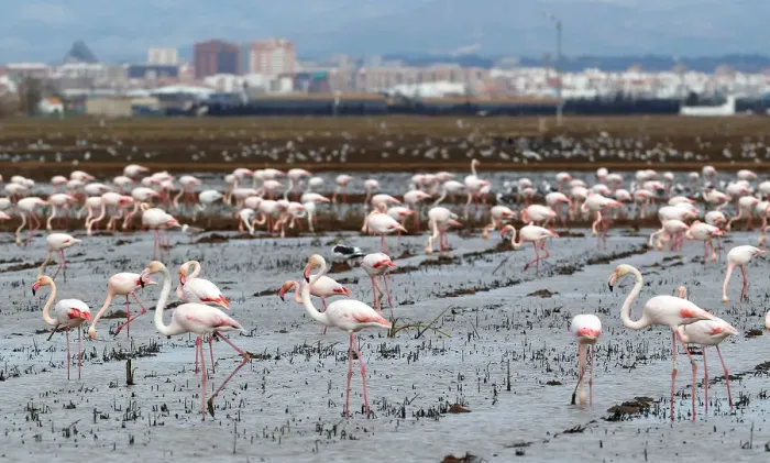 Framed Print : Flamingos search for food at the Albufera Natural Park in Valencia
