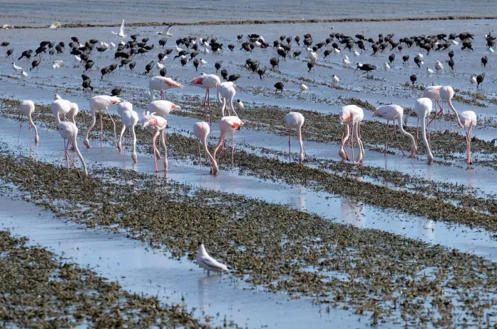 Framed Print : Flamingos search for food at the Albufera Natural Park in Valencia Framed Print : Flamingos search for food at the Albufera Natural Park in Valencia