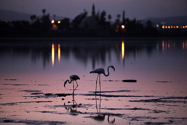 Flamingos are seen in Larnaka Salt Lake in front of the Hala Sultan Tekke in Larnaca