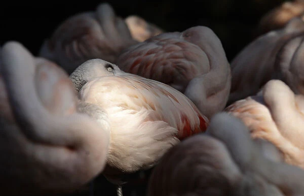Flamingos sleep in a park in Mannheim