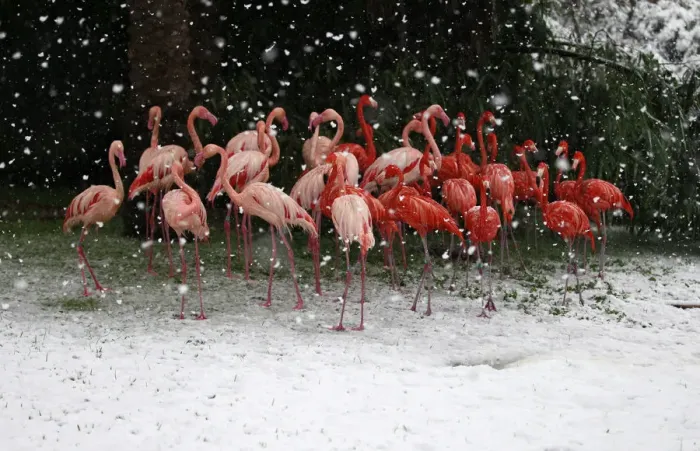 Framed Print : Flamingos stand in their enclosure during snowfall in winter in Jerusalems Biblical Zoo Framed Print : Flamingos stand in their enclosure during snowfall in winter in Jerusalems Biblical Zoo