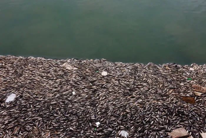 Framed Print : Floating dead fish are seen near fish farms at the Euphrates River in Mussayab district Framed Print : Floating dead fish are seen near fish farms at the Euphrates River in Mussayab district
