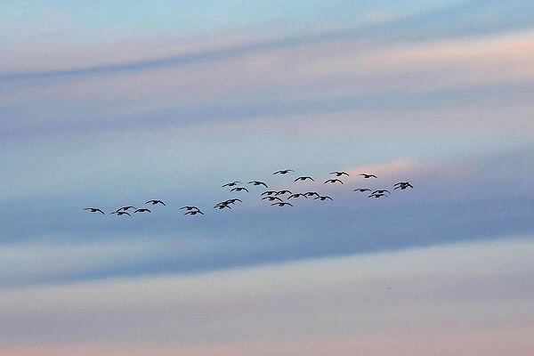 A flock of Canda geese fly at dusk over the Piermont Marsh along the Hudson River in Piermont