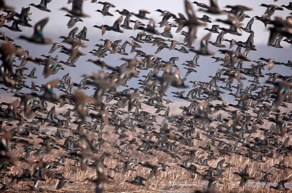 A flock of Common Teal fly across a wetland on a winter day on the outskirts of Srinagar