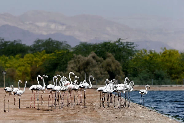 A flock of flamingos is seen at a bird observatory in the city of Aqaba