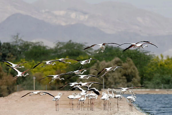 A flock of flamingos is seen at a bird observatory in the city of Aqaba