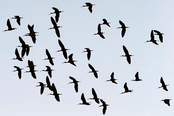 A flock of ibis flies over a bird observatory in the city of Aqaba