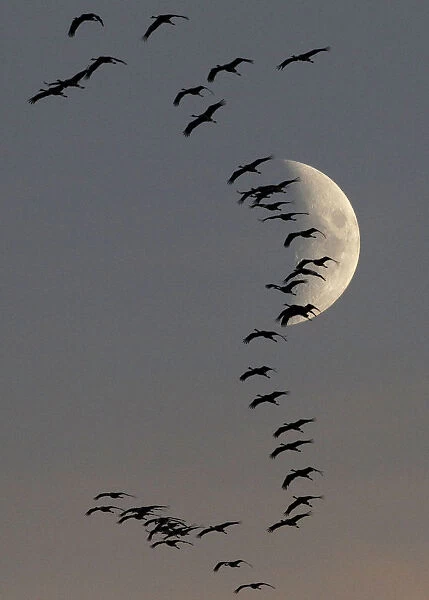 A flock of migrating cranes flies in front of the moon in Linum near Berlin