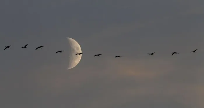 Framed Print : A flock of migrating cranes flies in front of the moon in Linum near Berlin