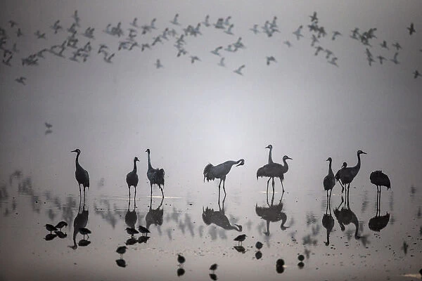 A flock of migrating cranes is seen at the Hula Lake Ornithology and Nature Park in