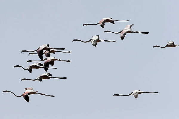 A flock of migrating flamingos flies over a bird observatory in the city of Aqaba