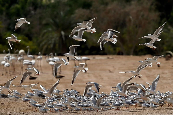 A flock of migrating gulls is seen at a bird observatory in the city of Aqaba