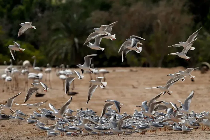 Framed Print : A flock of migrating gulls is seen at a bird observatory in the city of Aqaba Framed Print : A flock of migrating gulls is seen at a bird observatory in the city of Aqaba