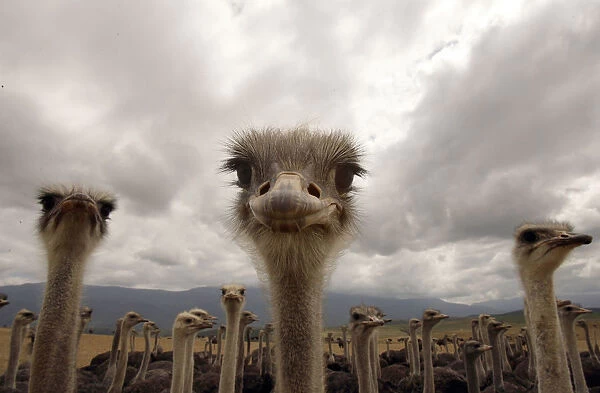 A flock of ostriches stand in a field near the small Southern Cape town of Swellendam
