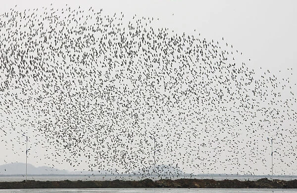A flock of snipes flies over the Yalu River Estuary Nature Reserve in the border city of