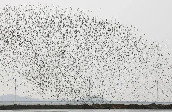 Framed Print : A flock of snipes flies over the Yalu River Estuary Nature Reserve in the border city of