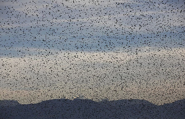 A flock of starling flies over vineyards inTartegnin near Geneva