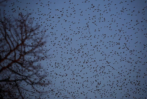A flock of starlings fills the dusk sky over Rome