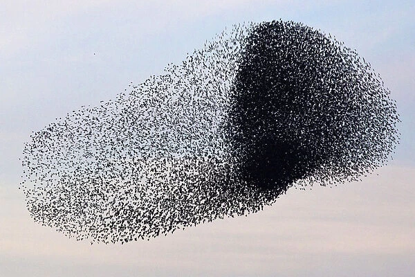 A flock of starlings fly over an agricultural field near the southern Israeli city of