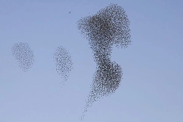 A flock of starlings fly over Rahovec