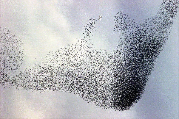 A flock of starlings hovers above Rome drawing abstract patterns, November 29, 2000