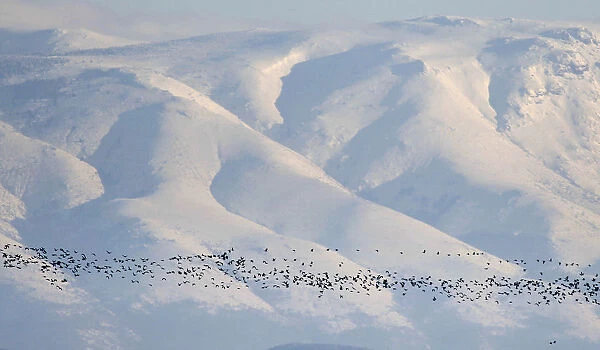 Flock of wild ducks flies in front of Sredna Gora mountain in southern Bulgaria