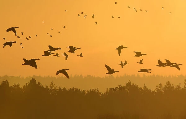 Flocks of geese fly at dawn along the coastline of The Wash near Snettisham in east