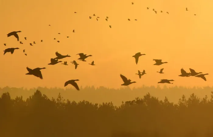 Framed Print : Flocks of geese fly at dawn along the coastline of The Wash near Snettisham in east