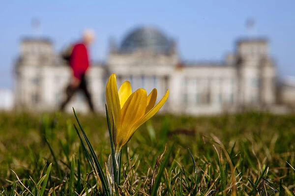 A flower blossoms near Reichstag on sunny spring day in Berlin