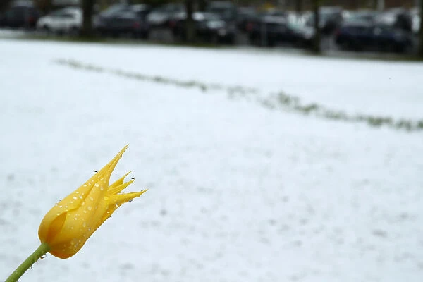 A flower is pictured after a snow fall on a spring day in the garden of the European