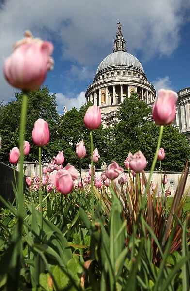 Flowers bloom in front of St Pauls Cathedral in central London