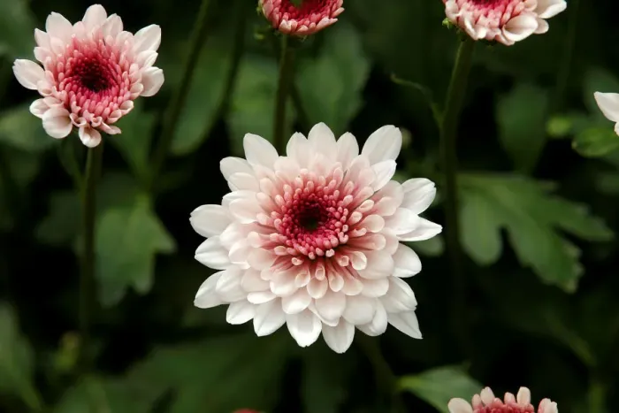 Framed Print : Flowers designated for export are seen at a farm near the town of Thika