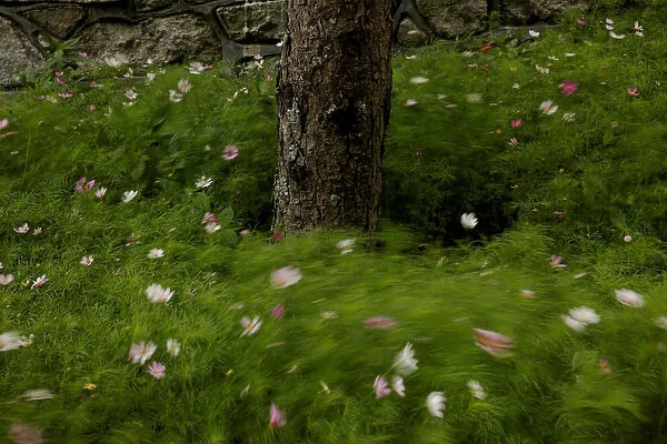 Flowers sway in the wind at the foot of a tree in a Tibetan village in Jiuzhaigou county