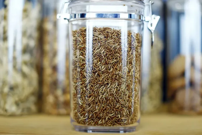 Framed Print : Food raw material larvae are pictured at the headquarters of German retailer Metro AG in Framed Print : Food raw material larvae are pictured at the headquarters of German retailer Metro AG in