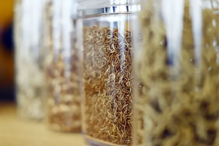 Framed Print : Food raw material larvae are pictured at the headquarters of German retailer Metro AG in
