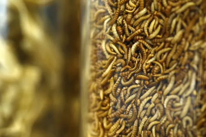 Framed Print : Food raw material larvae are pictured at the headquarters of German retailer Metro AG in