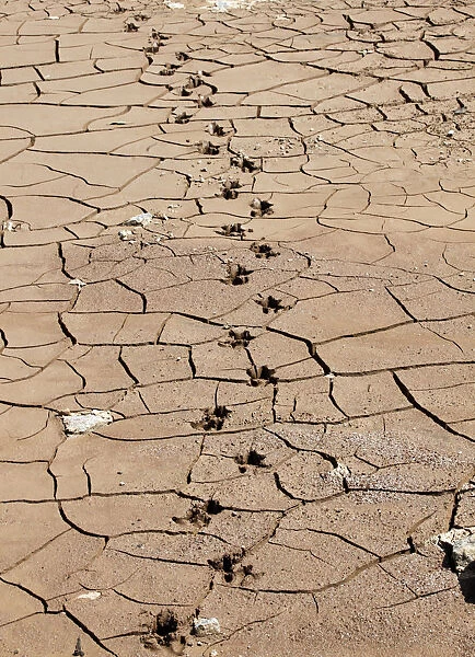 Footprints of a capybara are seen on the cracked grounds of the Jaguari dam