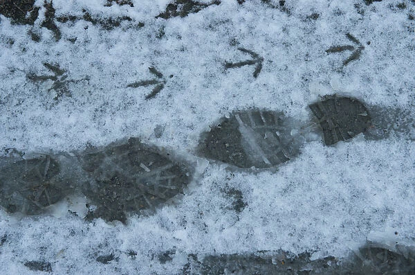 Footprints from a pheasant and birdwatcher in the snow at a Ex M