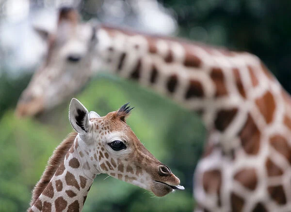 Four-day-old baby African giraffe stands next to its mother in Malaysias National