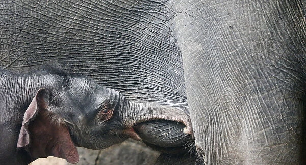 A four-day-old baby elephant is breastfed at the Tierpark Zoo in Berlin