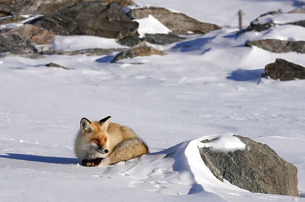 A fox is seen in the snow in Hemu of Altay, Xinjiang Uygur Autonomous Region