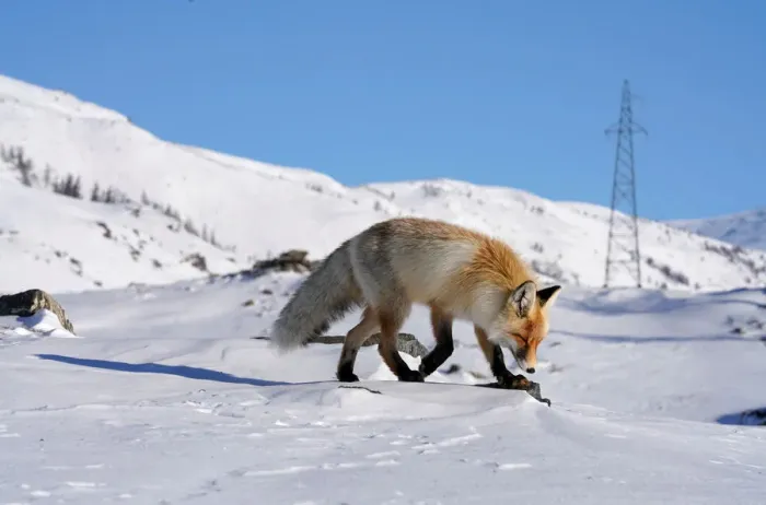 Framed Print : A fox walks in the snow in Hemu of Altay, Xinjiang Uygur Autonomous Region