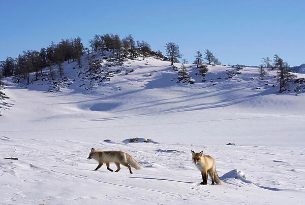 Foxes are seen in the snow in Hemu of Altay, Xinjiang Uygur Autonomous Region